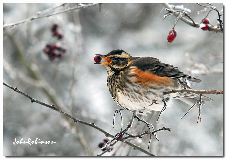 Redwing and berry
