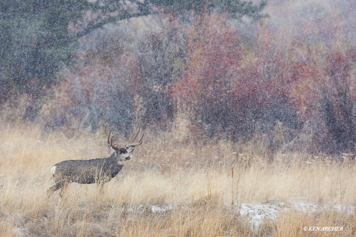Mule Deer, autumn storm