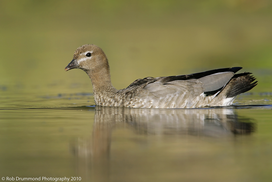 Australian Wood Duck