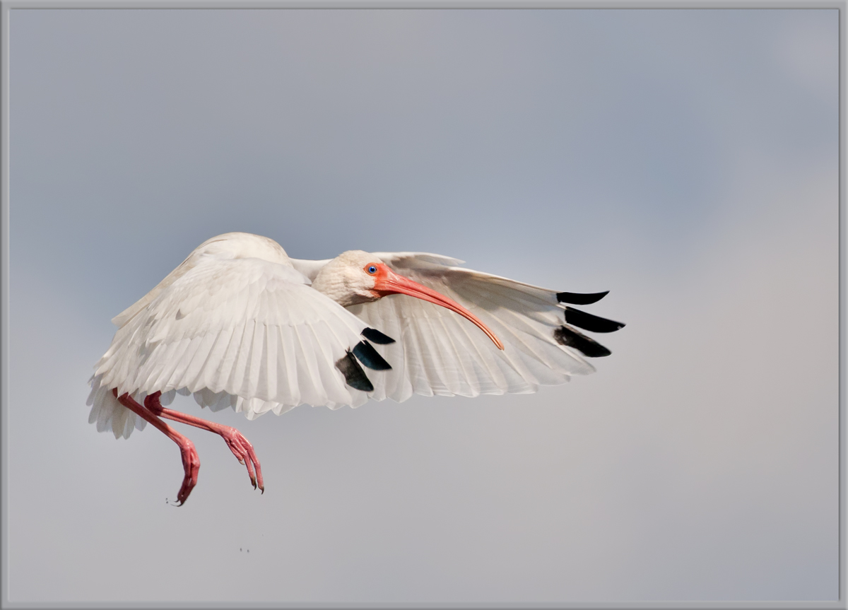 White Ibis
