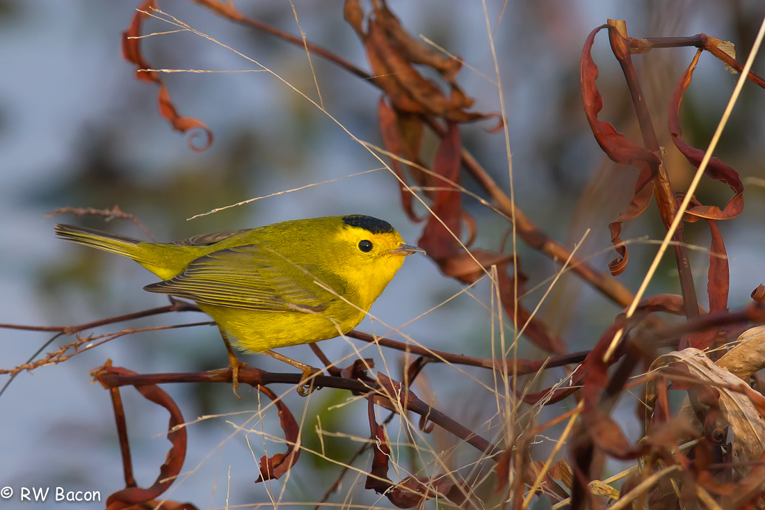 Wilson's Warbler