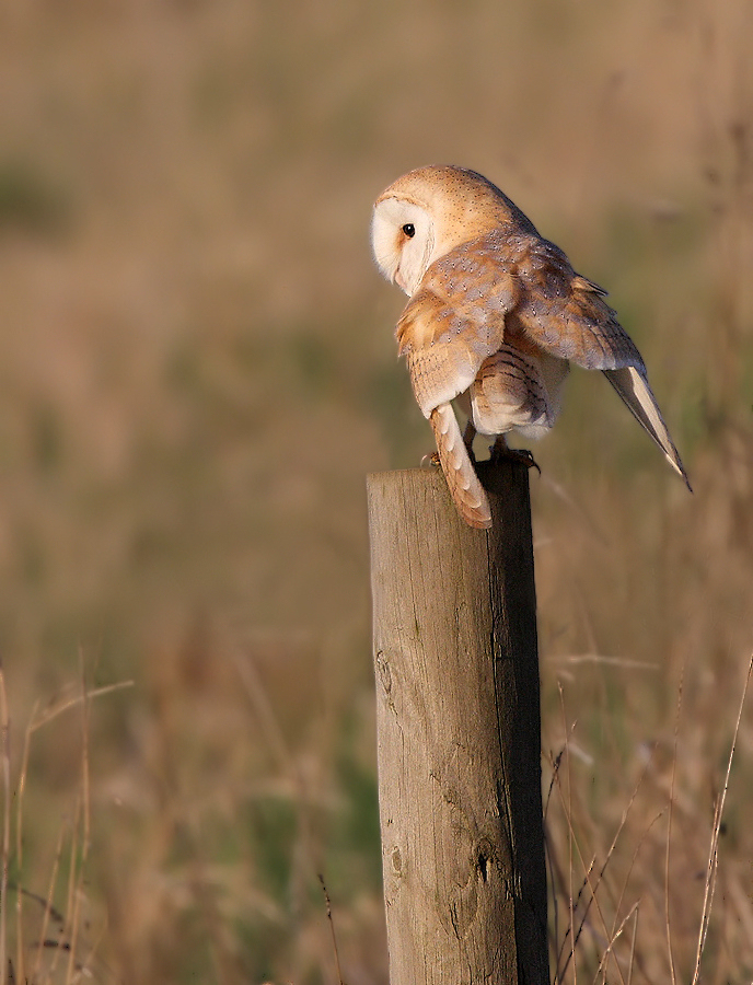 Barn Owl