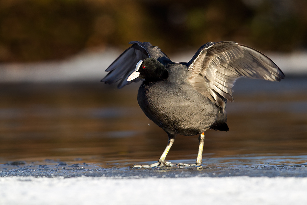 Coot stretching wings