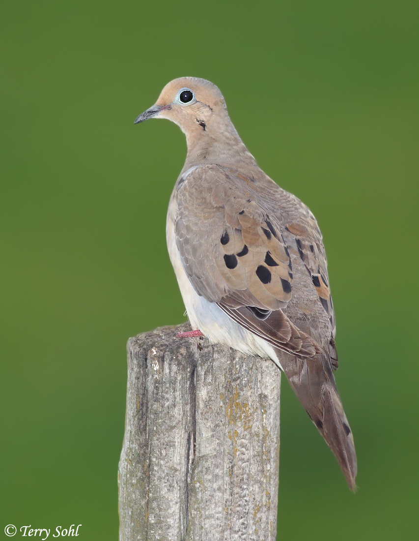 Mourning Dove