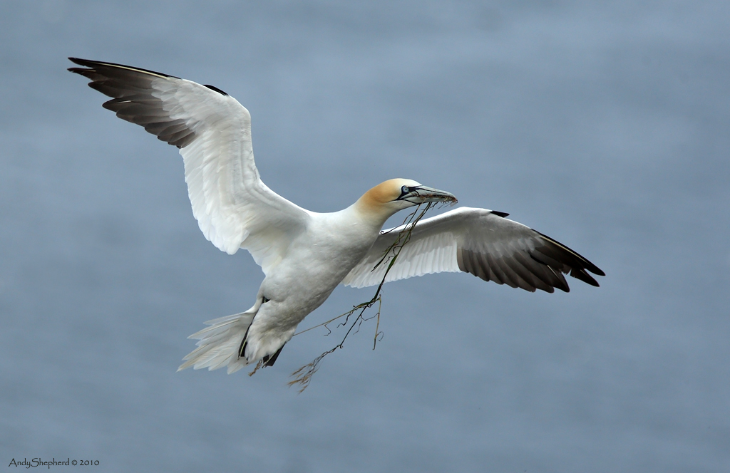 Gannet