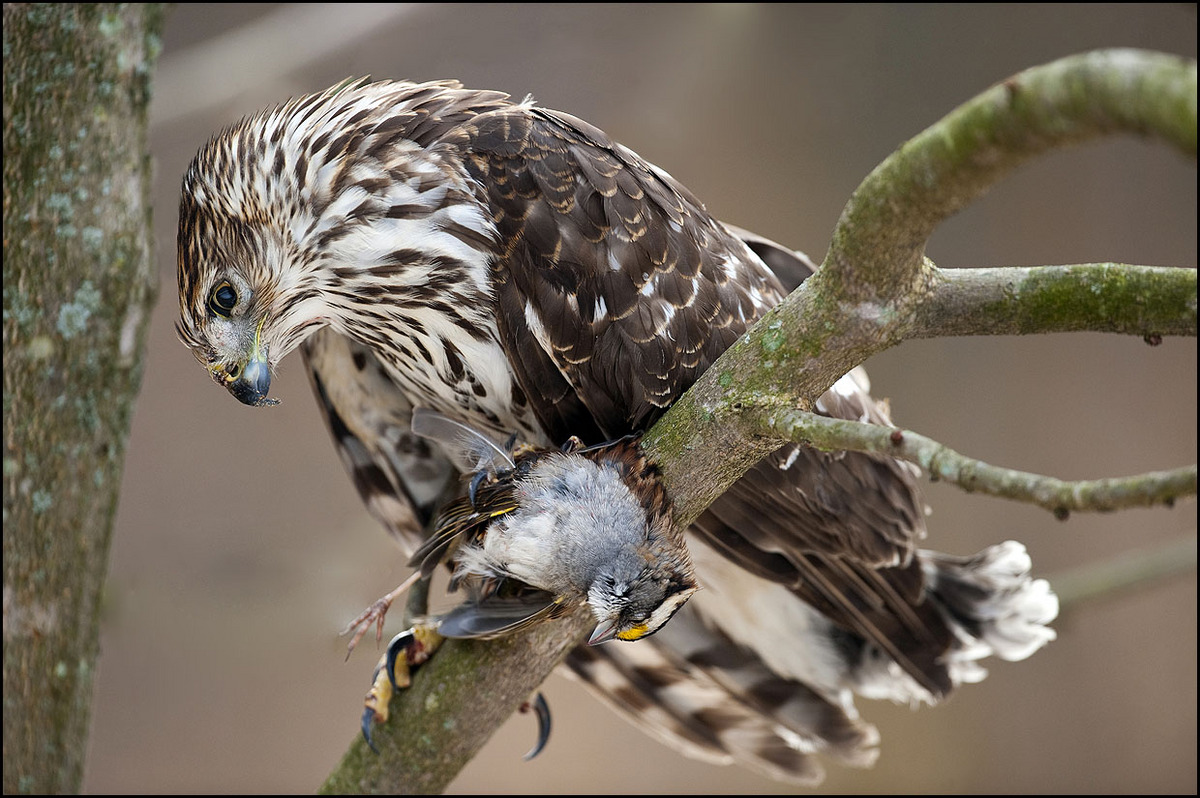 Cooper's Hawk 