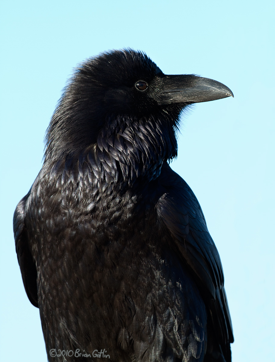 Common Raven