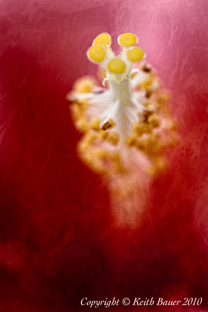 Hibiscus - Take 2
