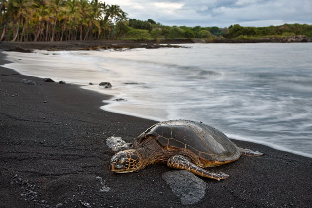 Resting Honu