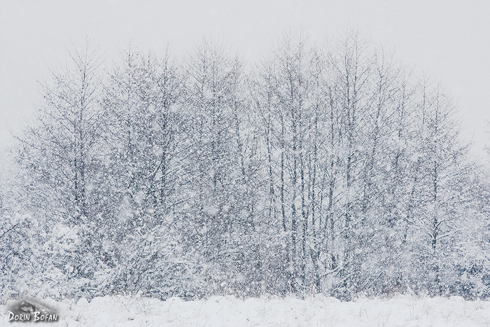 The sound of snow