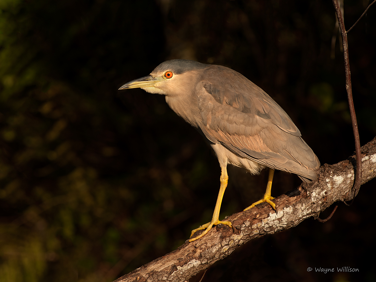 Immature Night Heron