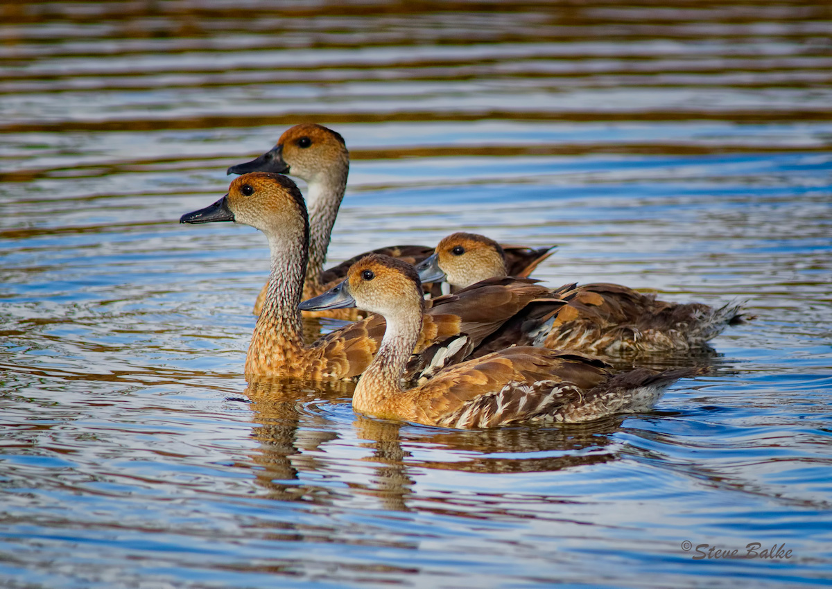 WI Whistling-duck