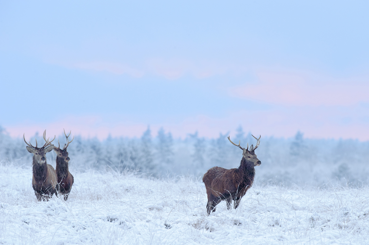 More red deer