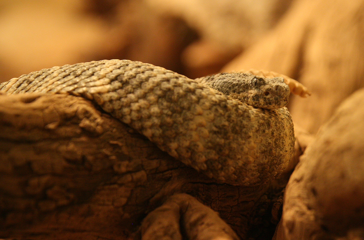 Rattle Snake