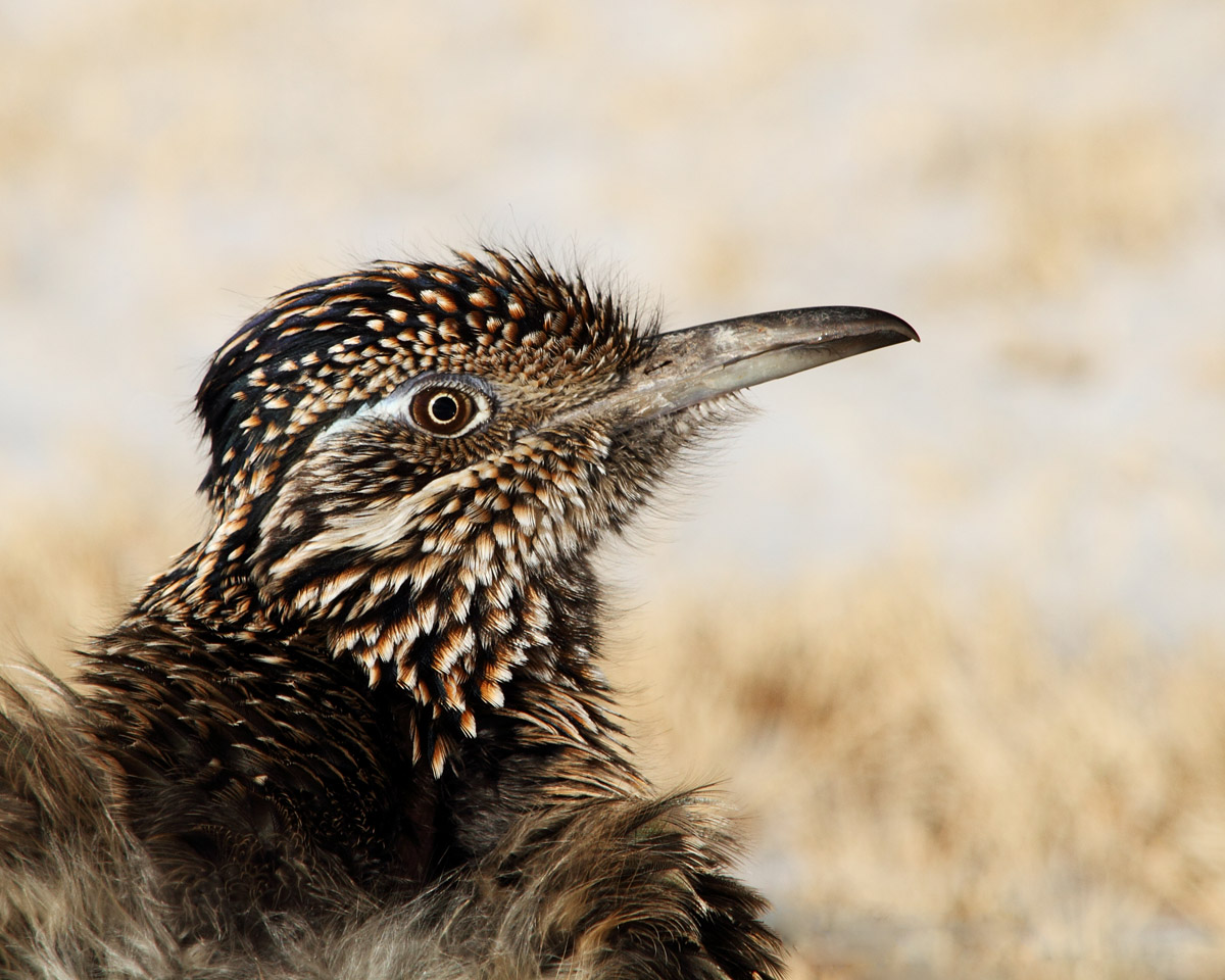 New Year's Roadrunner