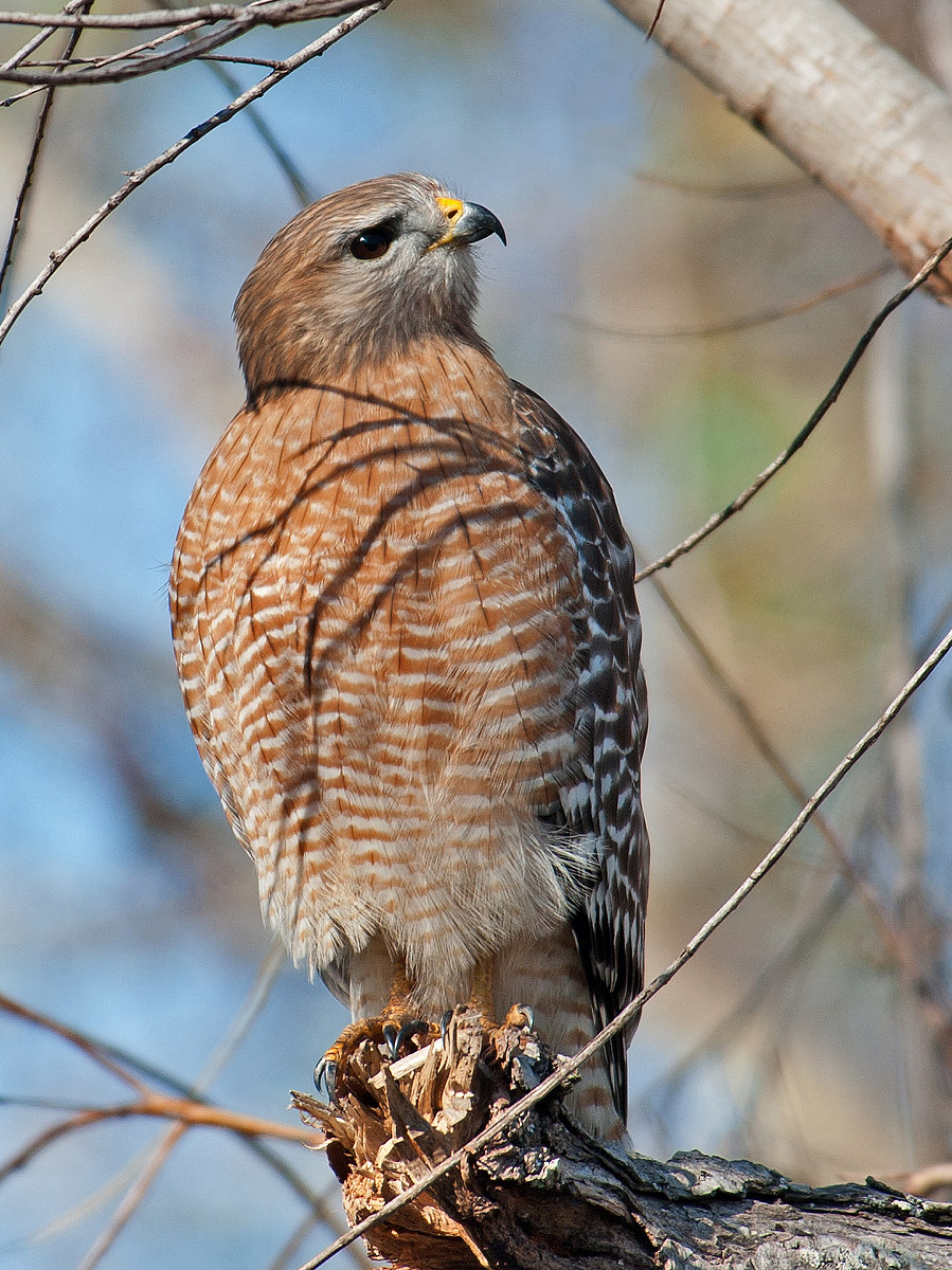 Red-shouldered Hawk
