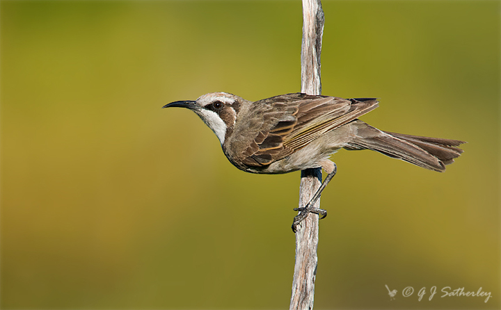 Tawny-crowned Honeyeater