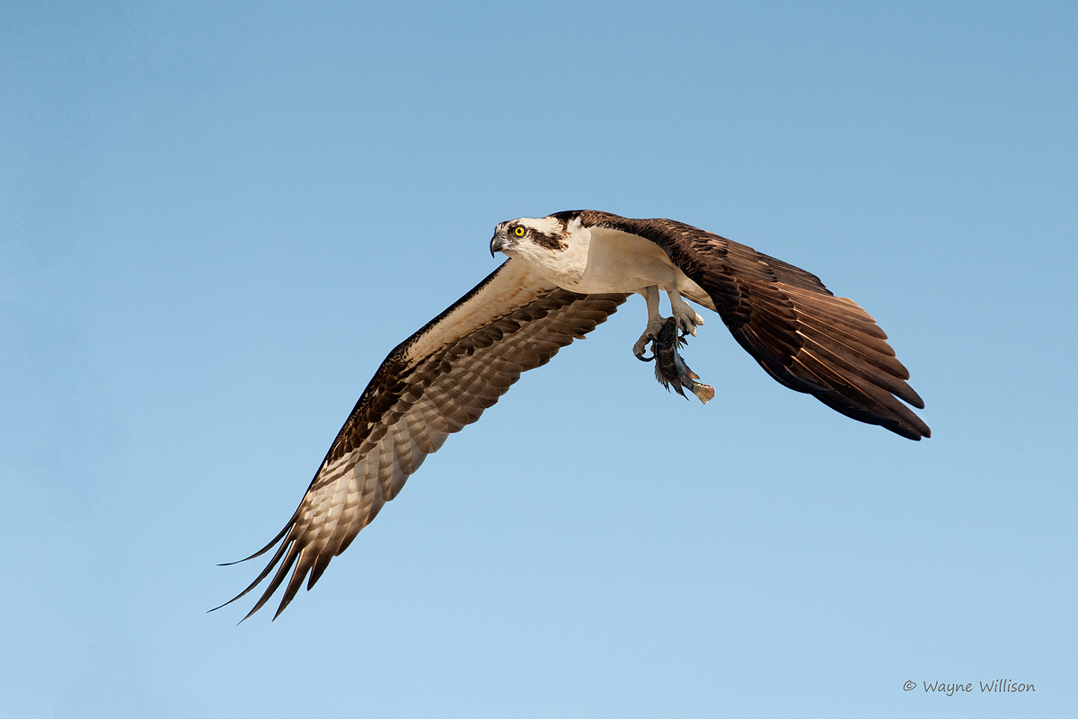 Osprey and Catch