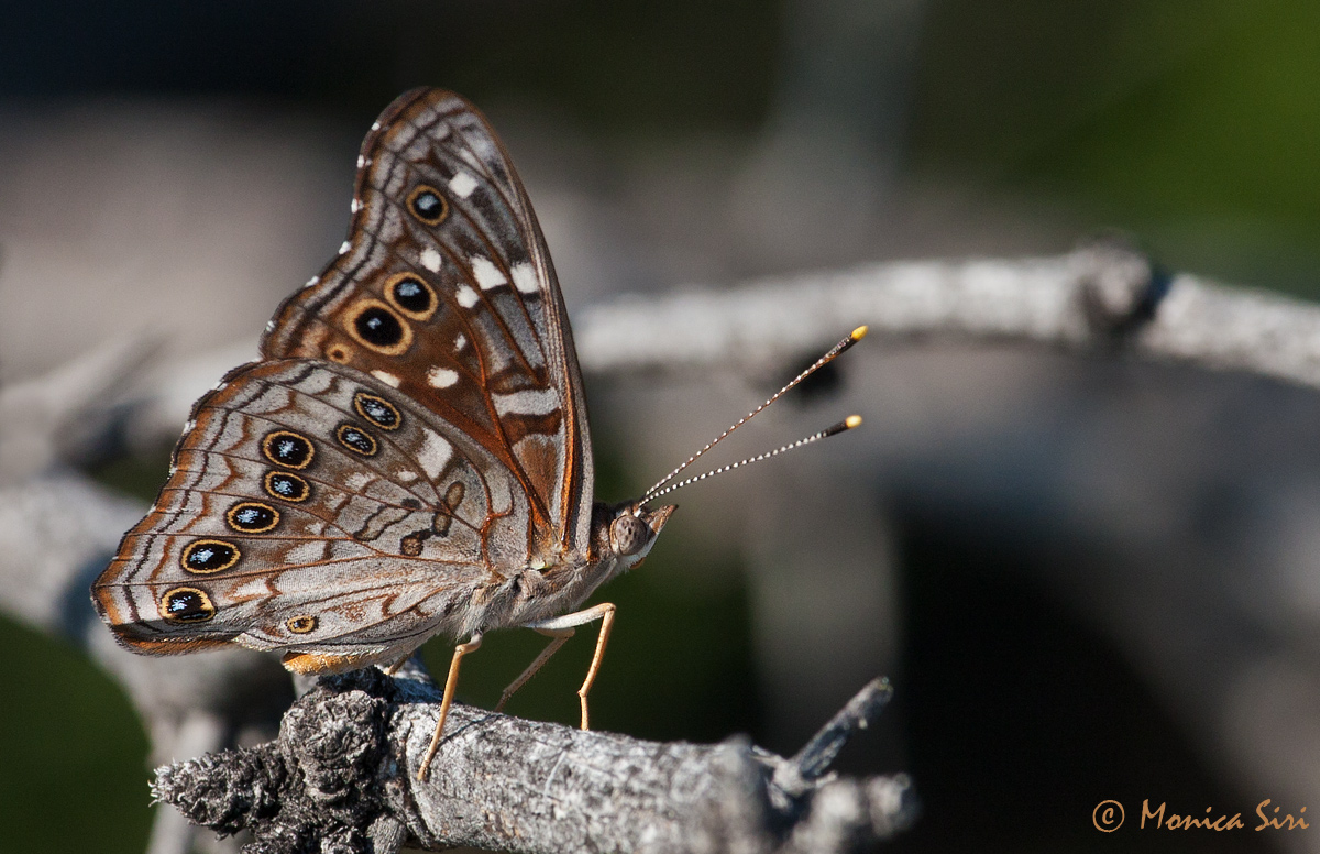 Hackberry Emperor