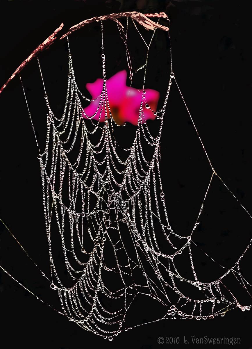 Repost String Of Pearls