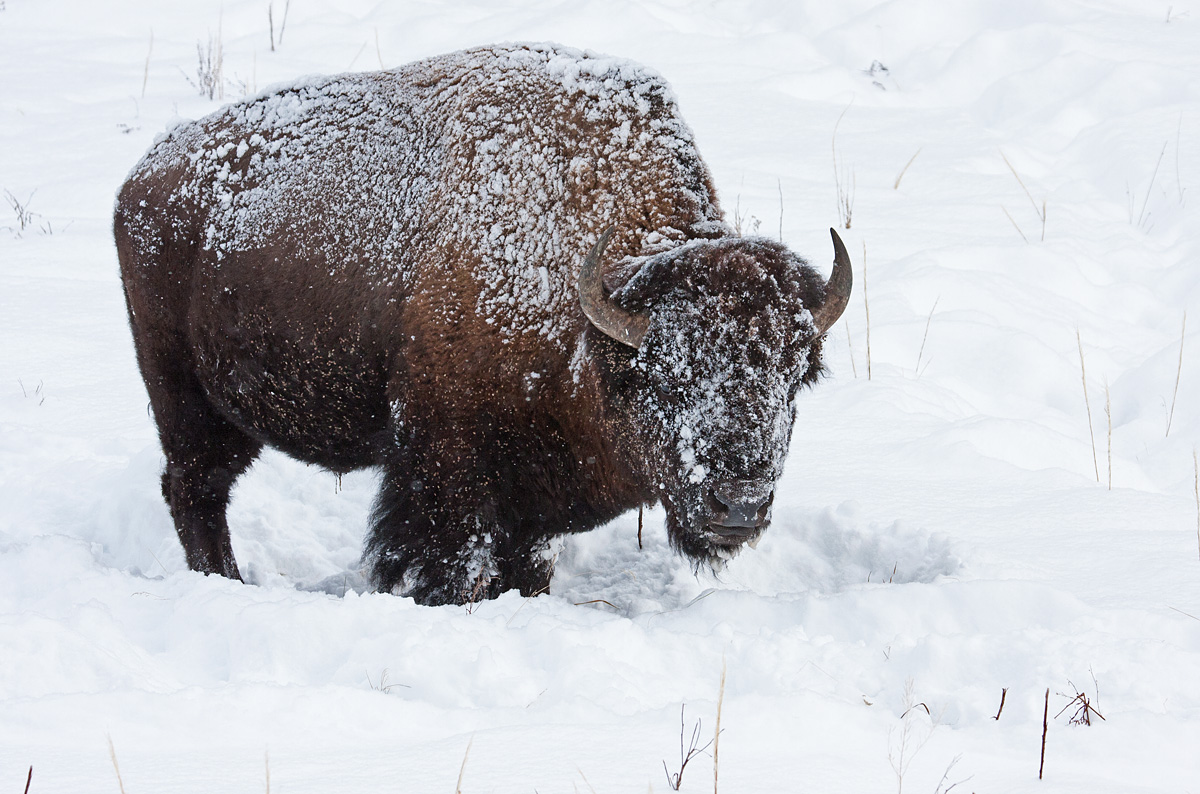 Bison in Snow