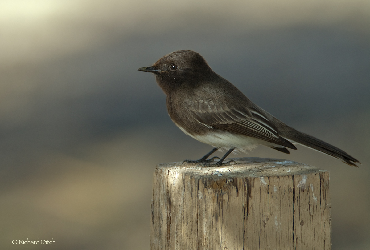 Black Phoebe