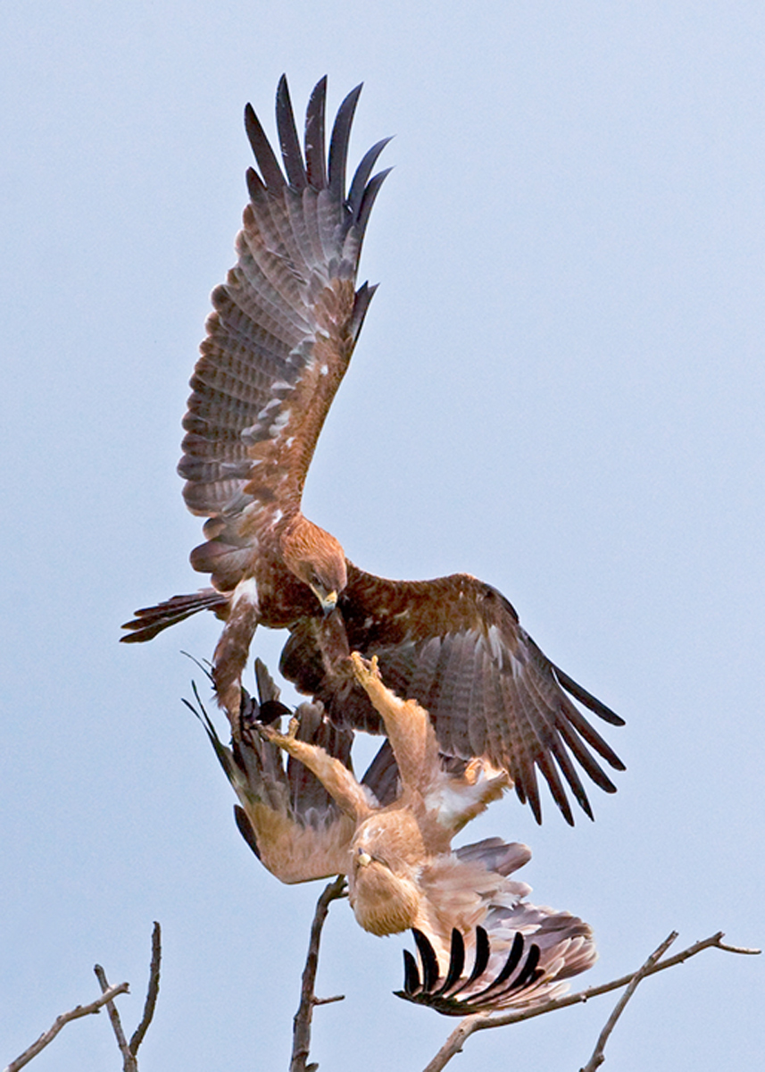 Tawny Eagle Fight