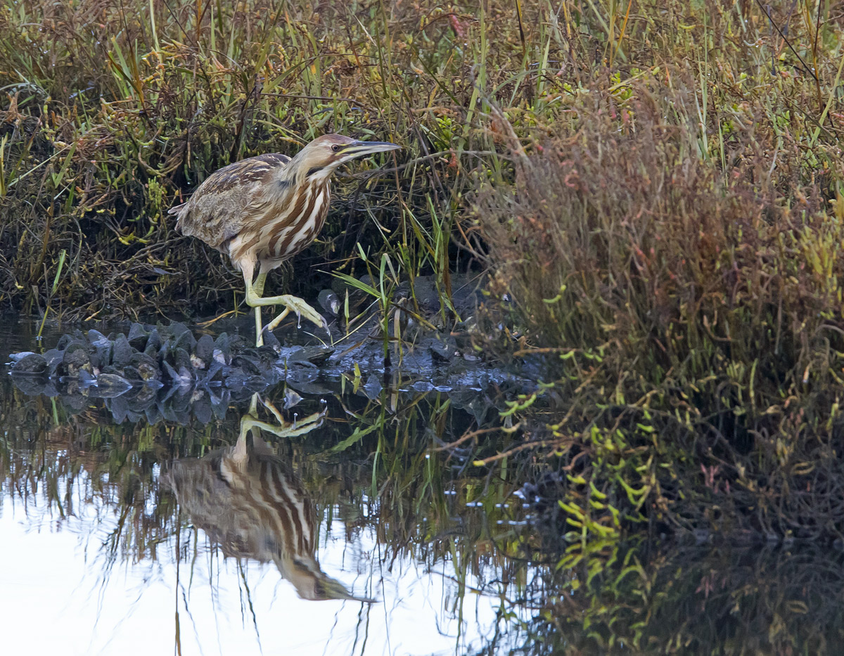 Bittern