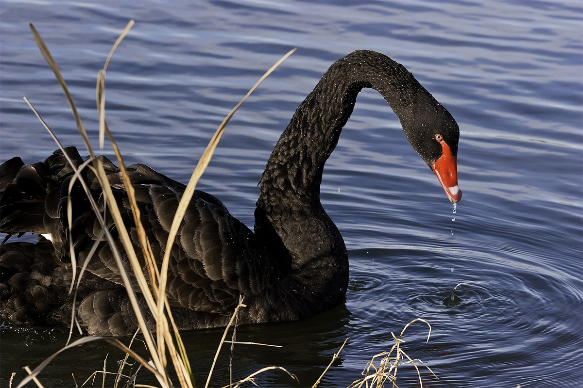 Black Swan Remembered