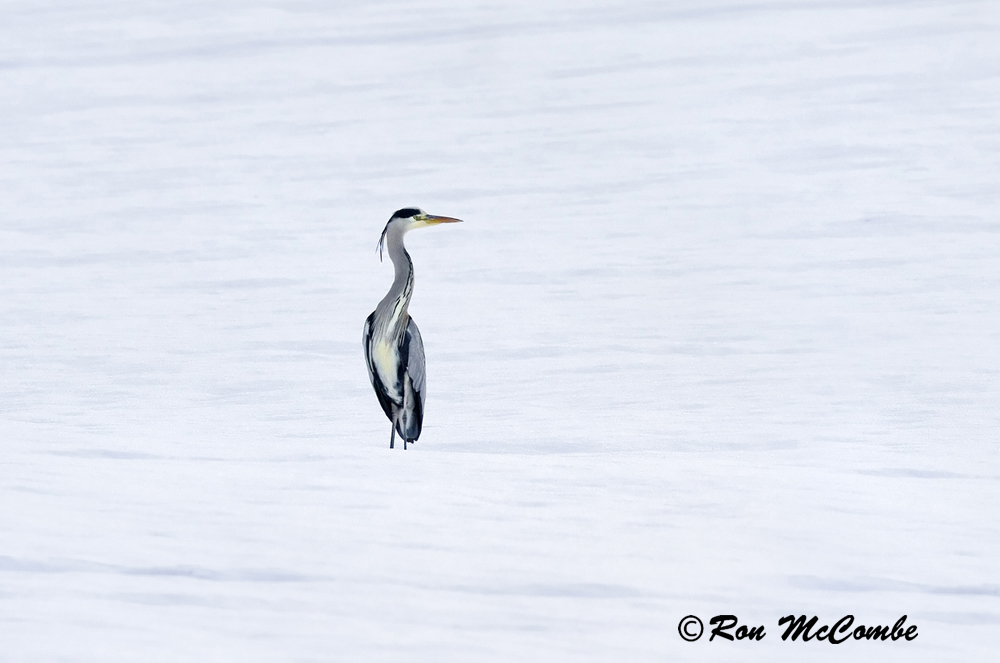 Grey Heron