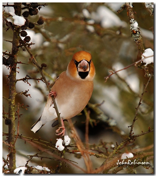 Hawfinch