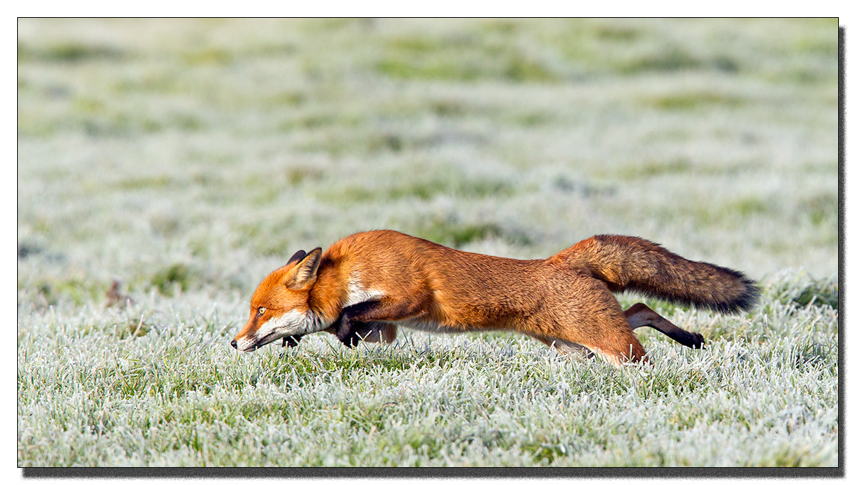 Red Fox