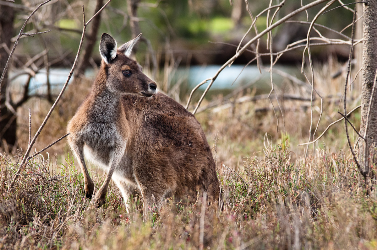 Western Grey Kangaroo