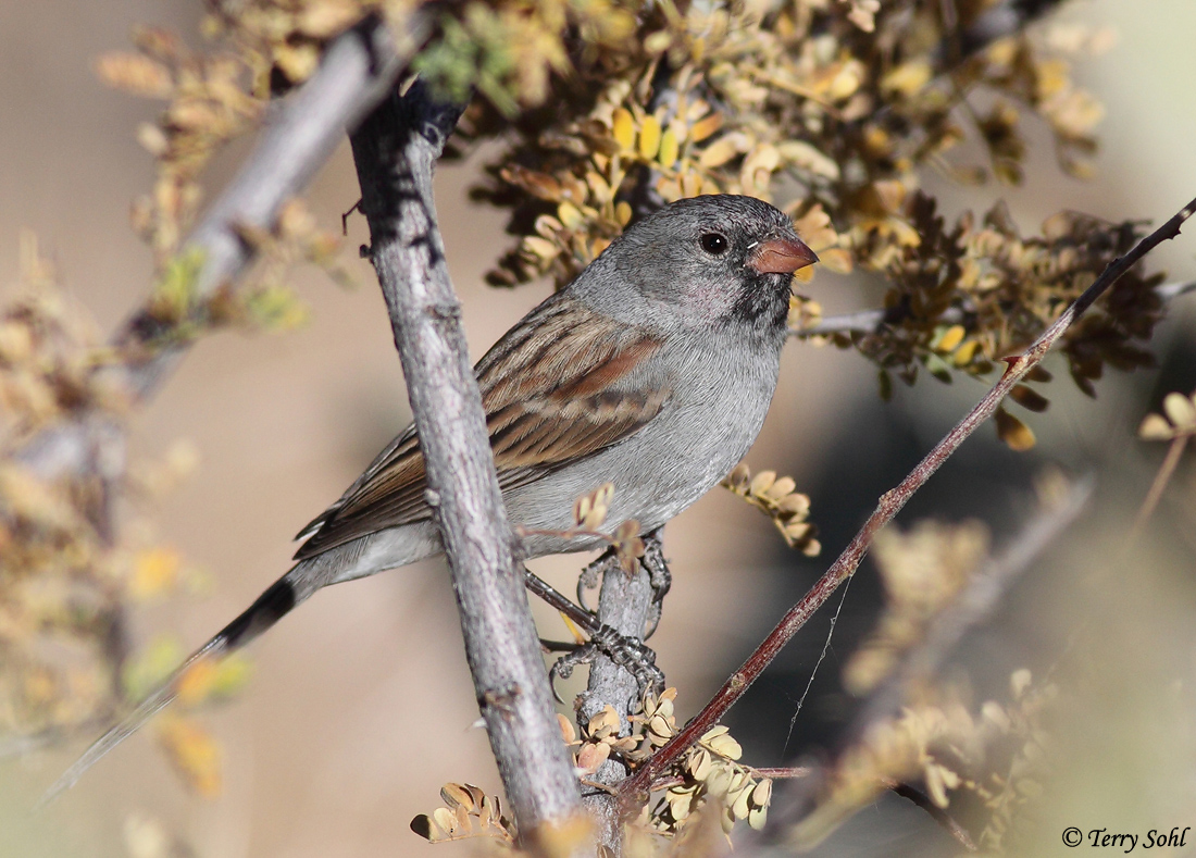 Black-chinned Sparrow
