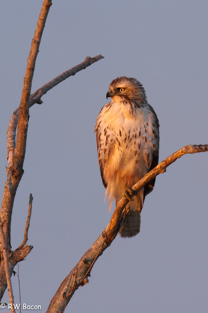 Red Tailed Hawk