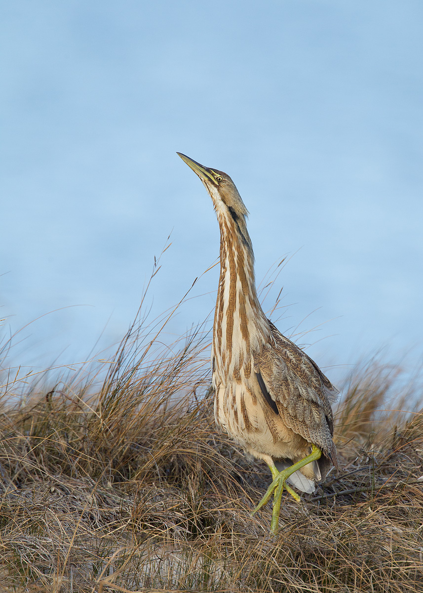 Yet Another Bittern
