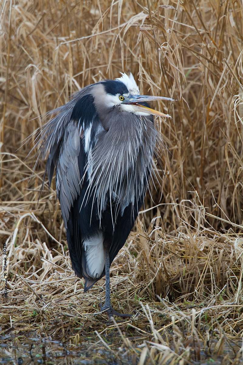Great Blue Heron