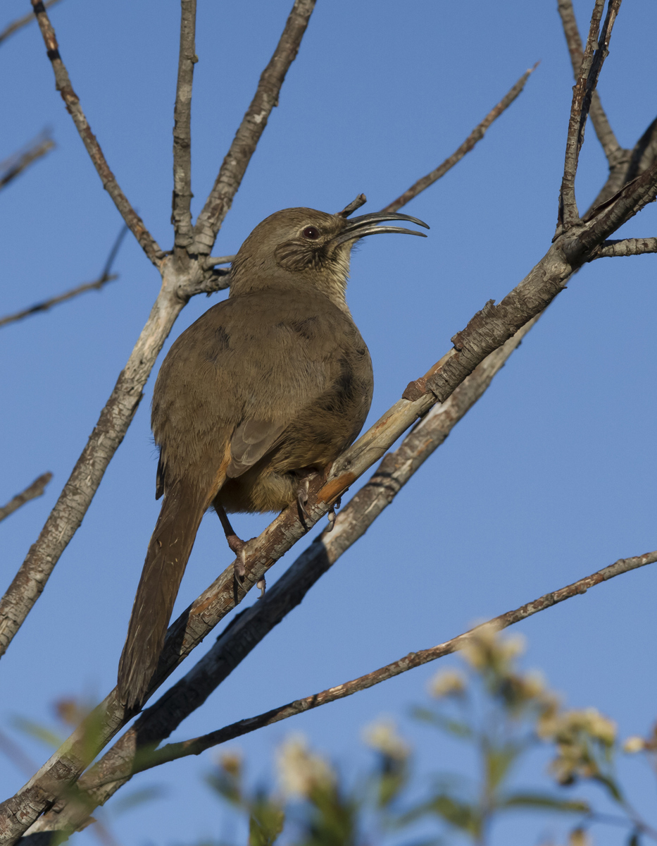 California Thrasher