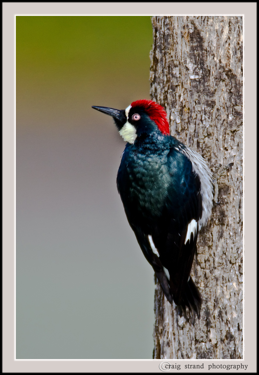 Acorn Woodpecker
