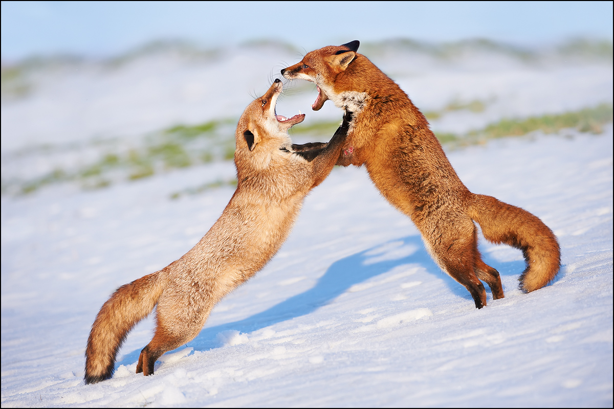 Fighting foxes #5