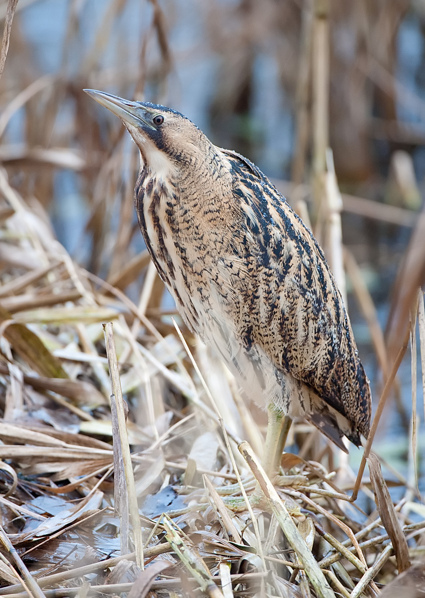 Once Bittern Twice Shy