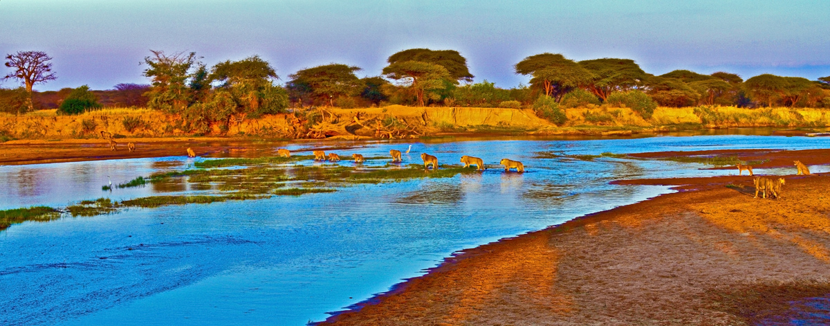 Lions crossing Ruaha