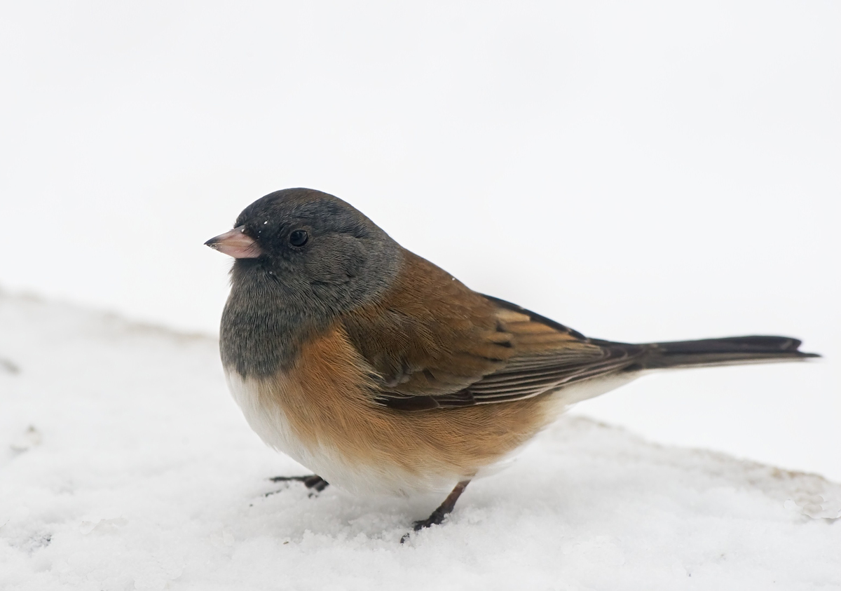 Junco in the Snow