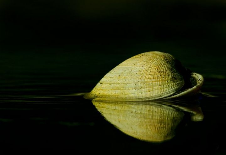 Clam Shell