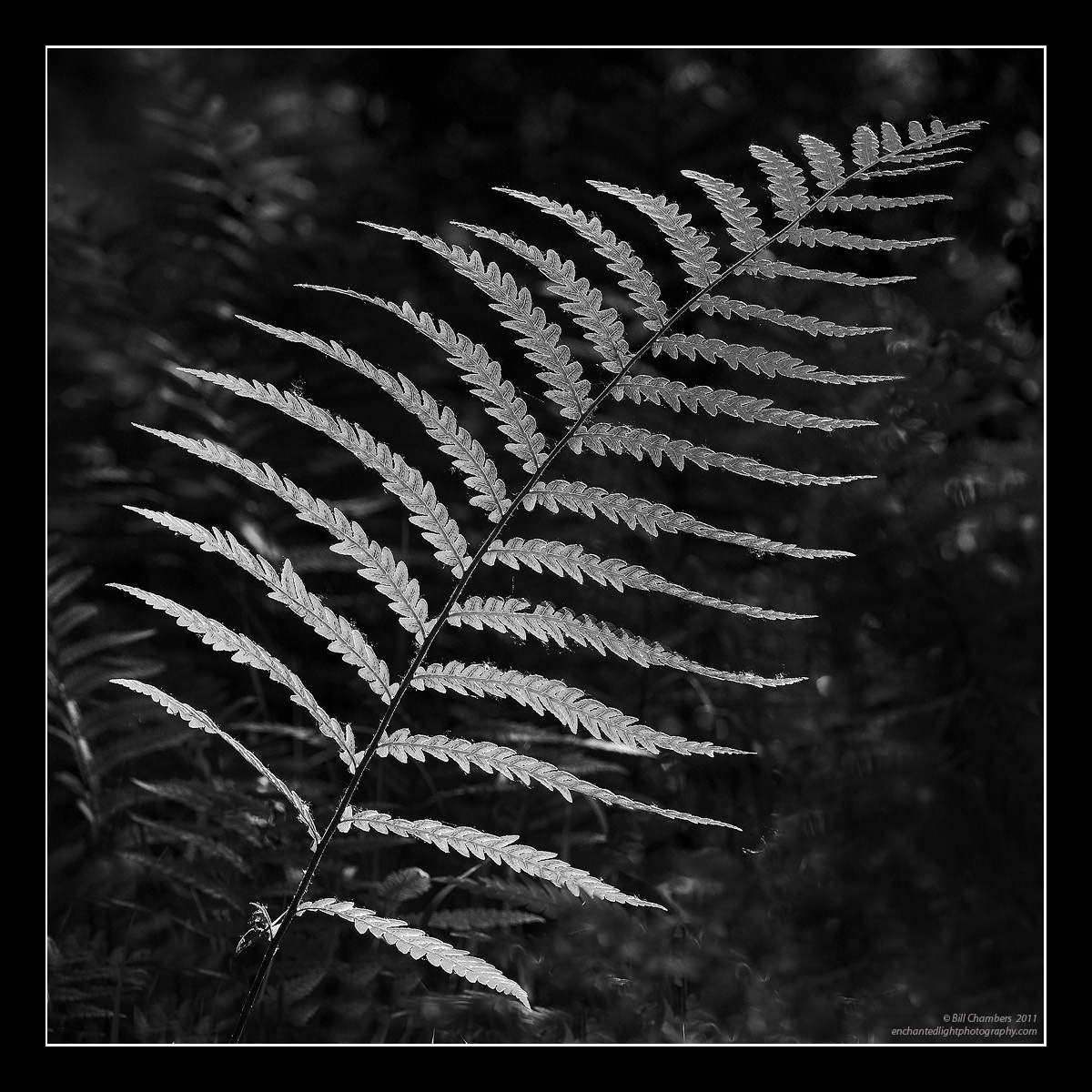 Fern