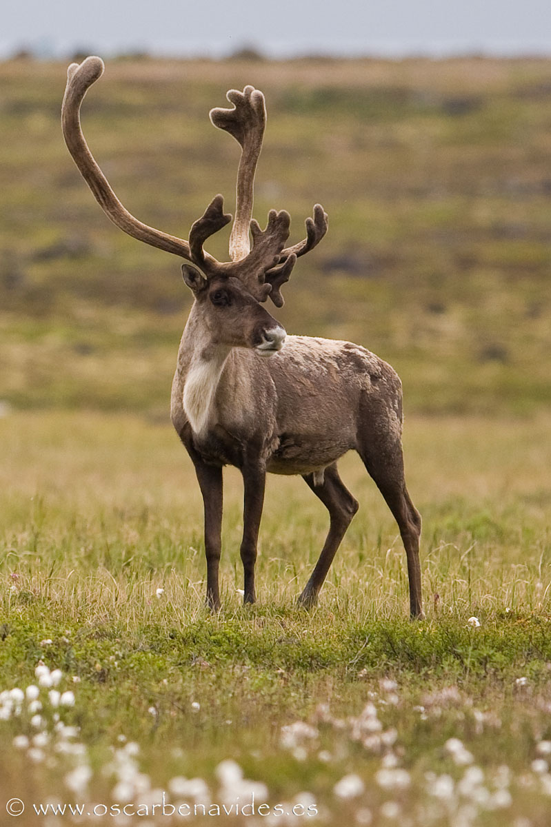 Curious Caribou