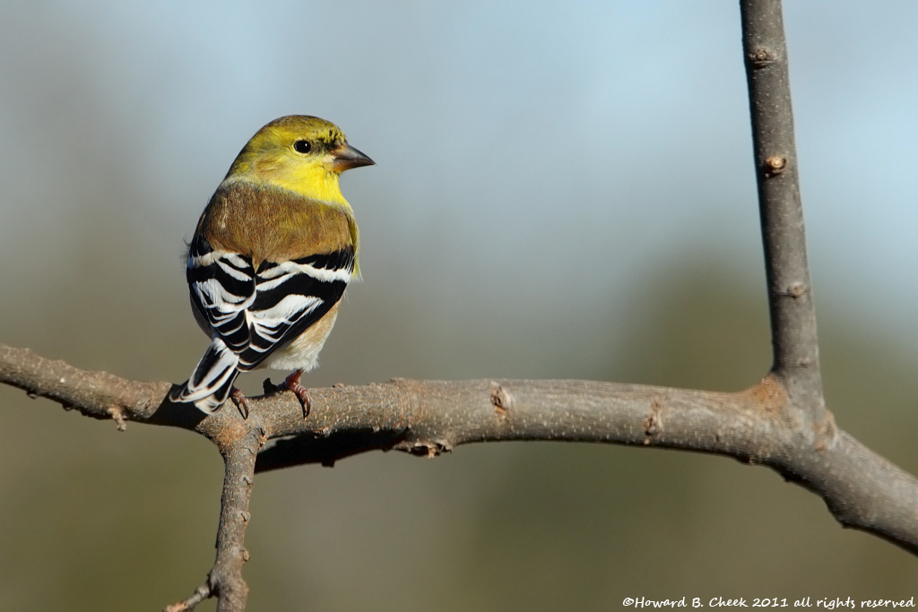 American Goldfinch