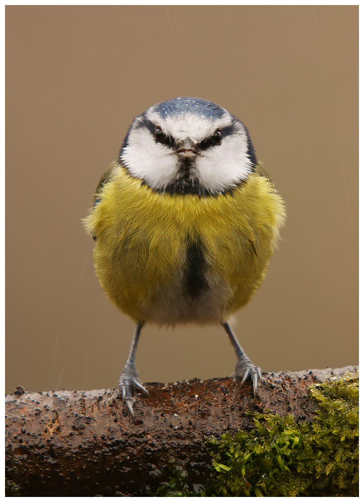 Mr Grumpy