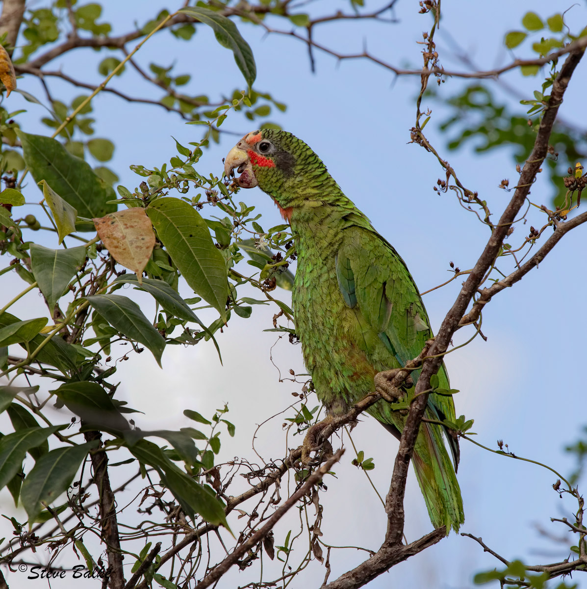 Cuban Parrot