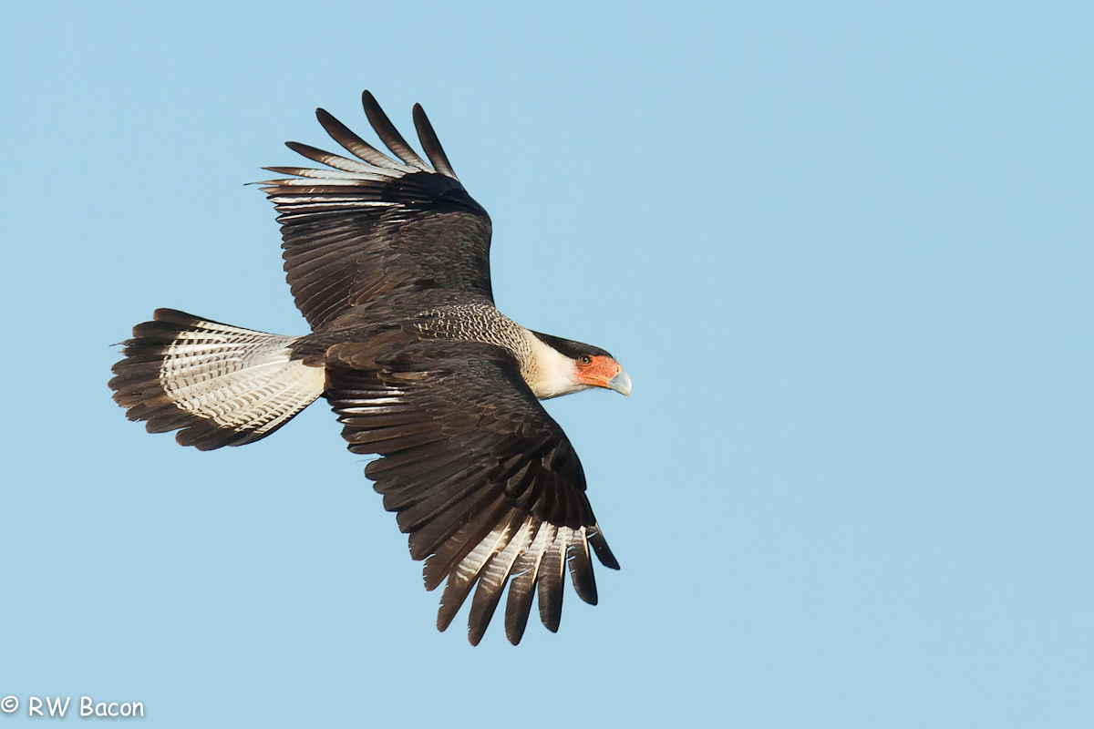 Crested Caracara